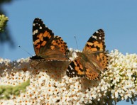 imagen Conoce a la buddleja o buddleia