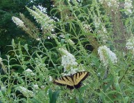 imagen Reglas básicas para el jardín en primavera