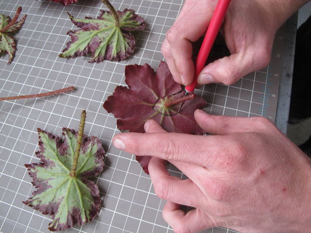 Cómo propagar begonias por esquejes de hojas