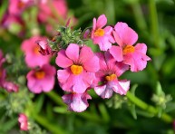 imagen Cultiva a la Nemesia Strumosa