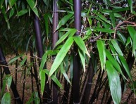 imagen El Bambú Negro