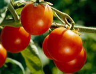 imagen Consejos para cultivar tomates sabrosos y saludables