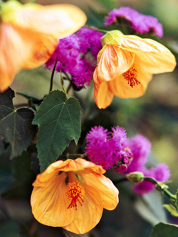 Flores tropicales para tu jardín 1