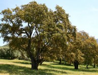 imagen Árboles: Alcornoque mediterráneo