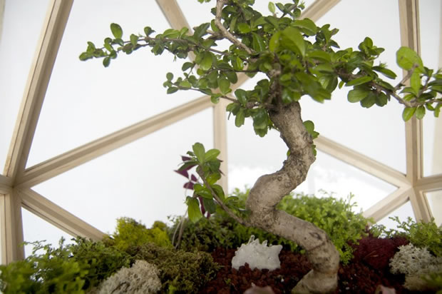 Vegetación para bonsáis: maleza a ras de suelo