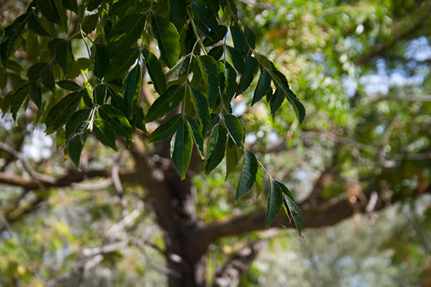 El árbol del paraíso o cinamomo: qué es y cómo se cultiva