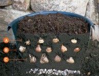 imagen Una maceta de bulbosas para llenar de flores tu jardín