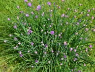 imagen Cebollino: la cebolla aromática