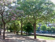 imagen El árbol del paraíso o cinamomo: qué es y cómo se cultiva