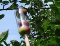 imagen Curiosa herramienta DIY para recolectar manzanas