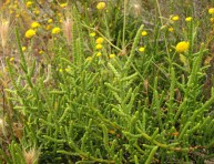 imagen La salicornia: el nuevo supervegetal