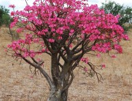 imagen Adenio o rosa del desierto: la flor que despierta del frío