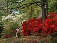 imagen Composiciones con azaleas en el jardín o en maceta