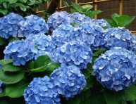 imagen Cómo cambiar el color de las flores de las hortensias