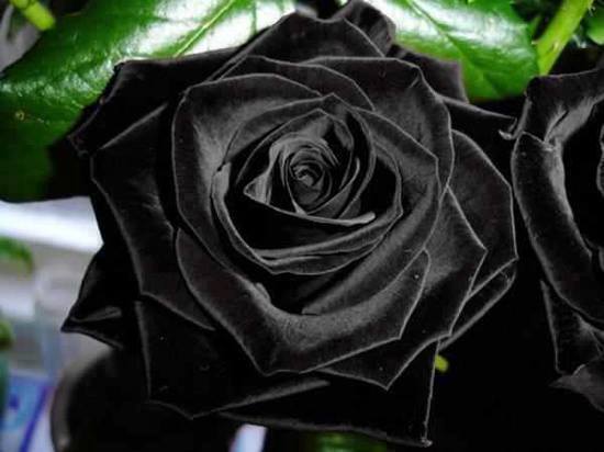 El mito de las rosas negras