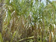 imagen Cañas comunes: ¿plantas invasivas o fuentes de energía?