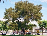 imagen Qué es y cómo se cultiva la acacia negra o palo prieto