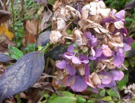 imagen Daños habituales en las hojas de la hortensia