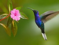 imagen Algunas de las mejores plantas para atraer colibríes al jardín