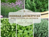 imagen 5 hierbas aromáticas para cultivar en interior