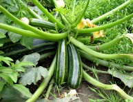 imagen El cultivo del calabacín o zucchini