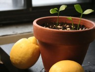 imagen Cultiva tus propios limoneros desde las semillas