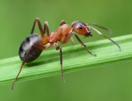 imagen Las hormigas ¿amigas o enemigas?