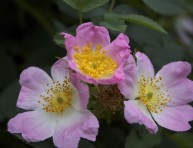 imagen La belleza silvestre del rosal canino