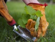 imagen Cómo utilizar el vinagre como herbicida