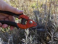 imagen Poda y mantenimiento de la lavanda