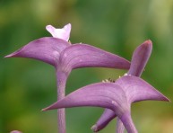 imagen Cultivo de la tradescantia purpúrea