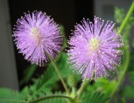 imagen La mimosa pudica, una planta sensible