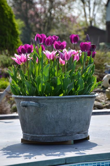 Cómo plantar tulipanes en maceta
