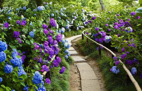 15 ideas de paisajismo con hortensias