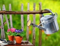 imagen 5 consejos básicos para iniciar un jardín con macetas