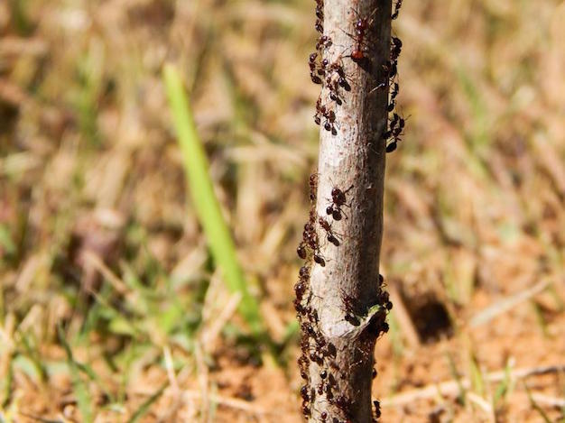 Mini tip #1: Cómo evitar que las hormigas trepen las plantas