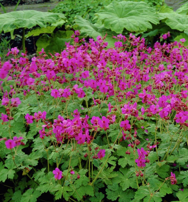 18 plantas cubresuelos con flores: ¡Descubre la belleza natural que embellecerá tu jardín!