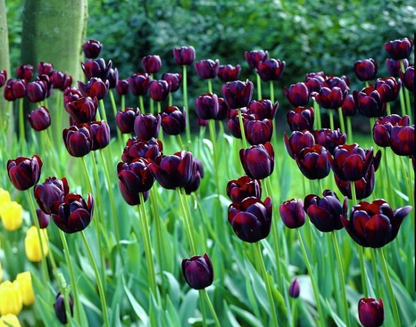 Fotos De Flores Negras Naturales