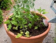 imagen Cómo plantar un jardín de salsa en una maceta