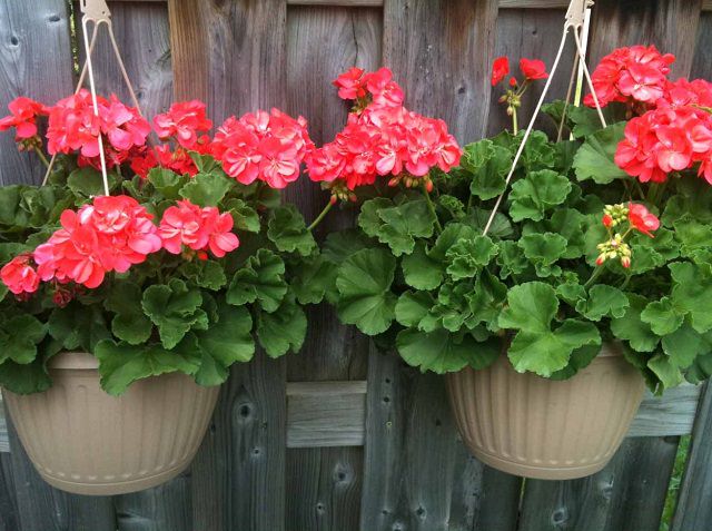 Las mejores plantas para cestas colgantes