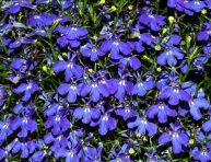 imagen Características y cultivo de la lobelia azul