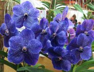 imagen Cultivo de la orquídea Vanda
