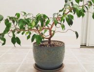 imagen Cultivo y cuidados del ficus benjamina