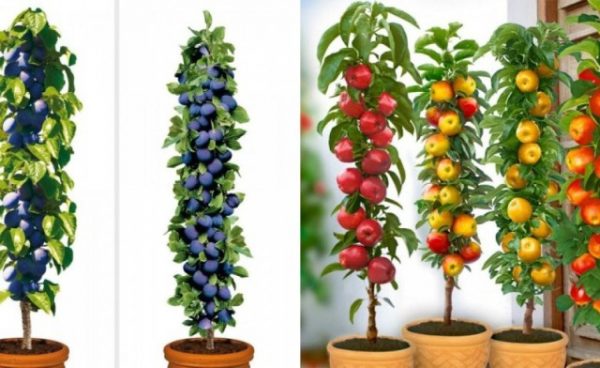 Cultivar árboles frutales en columna