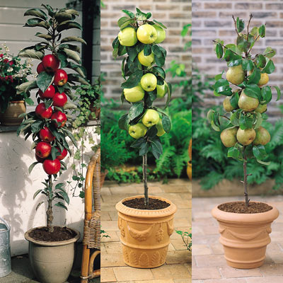 Cultivar árboles frutales en columna