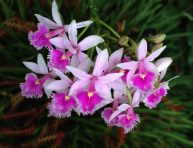 imagen Epidendrum, una orquídea robusta y elegante