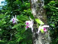 imagen Como cultivar orquídeas sobre los árboles