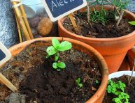 imagen Utiliza los posos de café en tu jardín