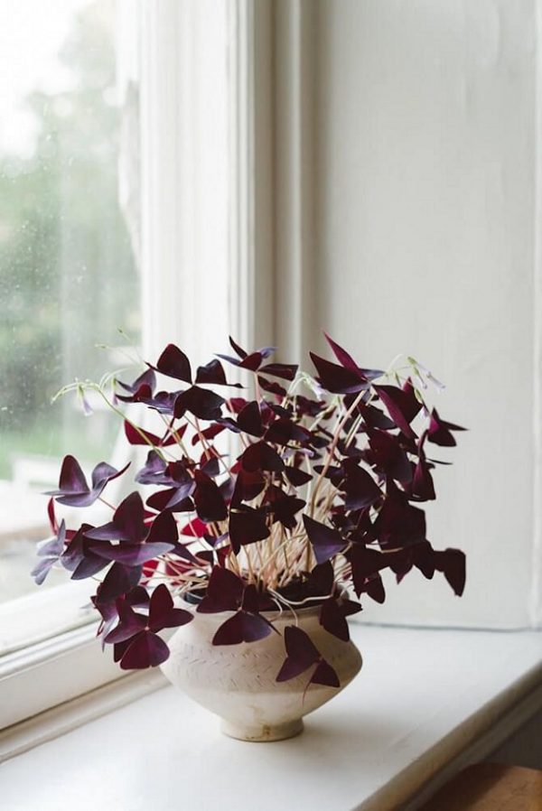 15 magníficas plantas de interior de color morado