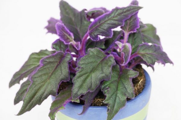 15 magníficas plantas de interior de color morado pot store